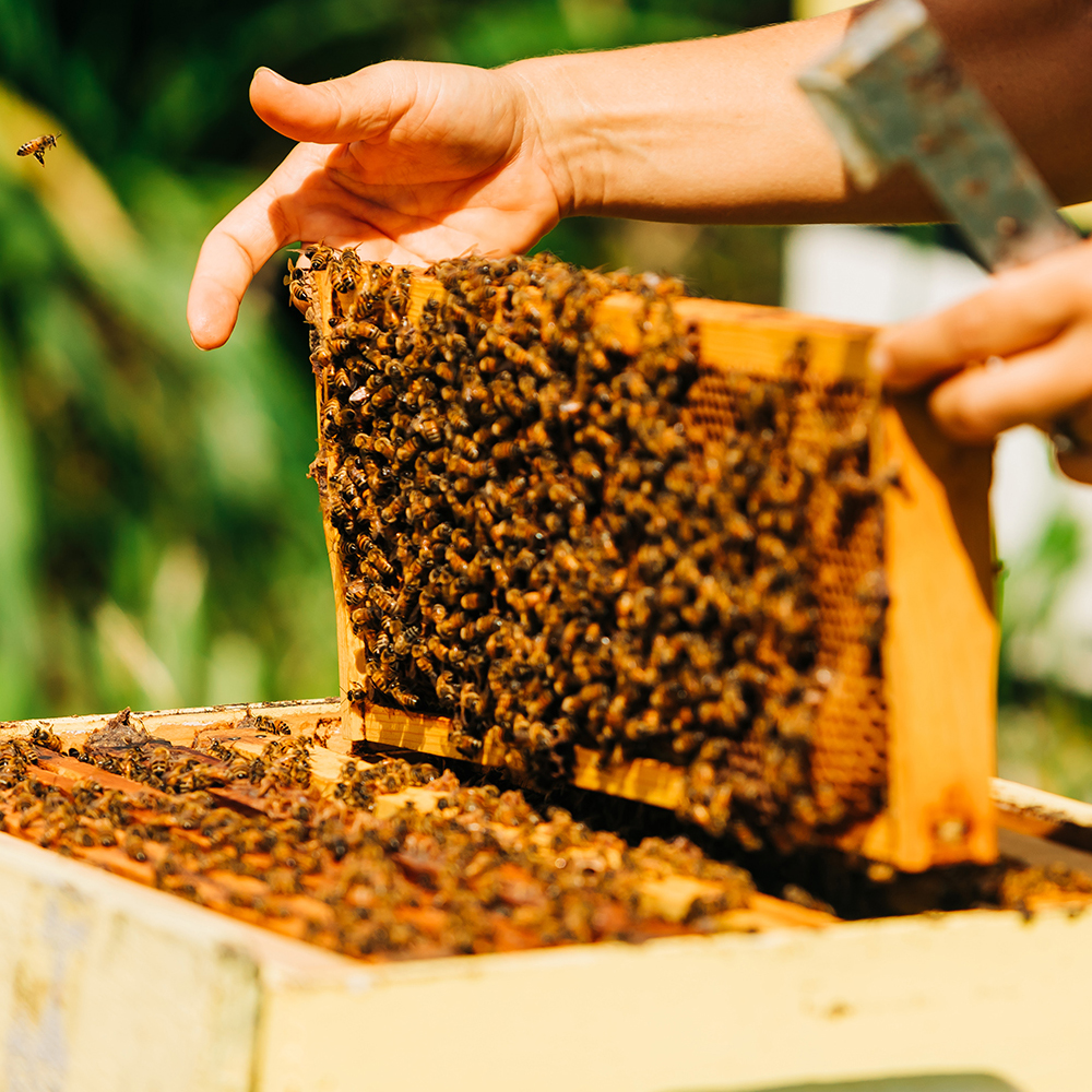 Пчелосемья породы украинская степная – купить в интернет-магазине Парк Плюс: цена, отзывы, фото, характеристики