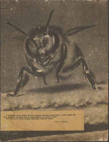 Журнал "Пчеловодство" 1962 г., годовая подшивка