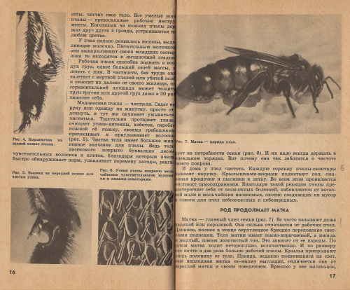 "Юному пчеловоду" Шабаршов И.А. 1983 г.