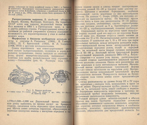 "Клещевые болезни пчел" Гапонова В.С., Гробов О.Ф. 1978 г.