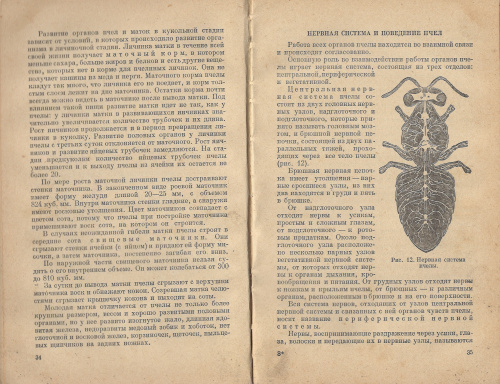 "Пчеловодство" (изд. 2, переработанное и дополненное) Климентов А.А. 1954 г.
