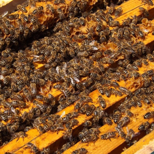 Пчелосемья породы Карника с маткой из Германии