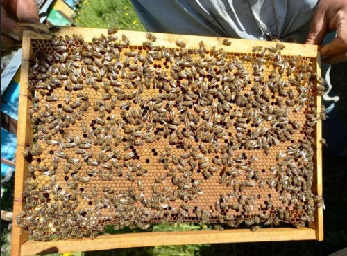 Отводок пчелосемьи Карпатка