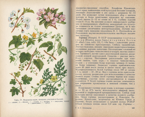 "Кормовая база пчеловодства и опыление сельскохозяйственных растений" Пономарева Е.Г. 1967 г.